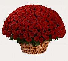 Премиум букет из: Розы в Мурманске